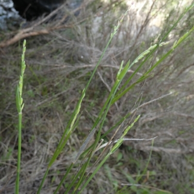 Paspalidium gracile at Borough, NSW - 28 Dec 2023 by Paul4K