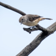 Acanthiza uropygialis (Chestnut-rumped Thornbill) at Weddin Mountains National Park - 3 Jan 2024 by trevsci