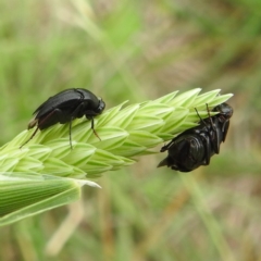 Macrosiagon sp. (genus) (Ripiphorid beetle) at Kambah, ACT - 5 Jan 2024 by HelenCross