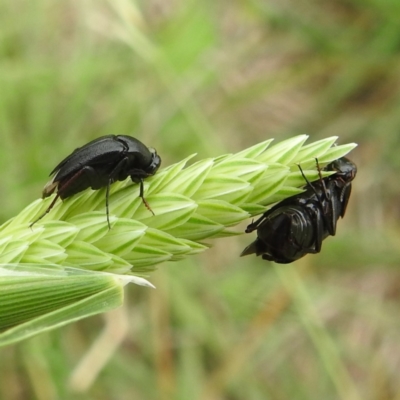 Macrosiagon sp. (genus) (Ripiphorid beetle) at Lions Youth Haven - Westwood Farm A.C.T. - 5 Jan 2024 by HelenCross