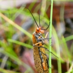 Chorista australis (Autumn scorpion fly) at Mongarlowe River - 23 Mar 2021 by arjay