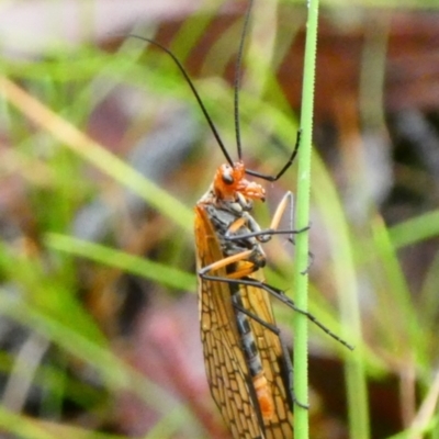 Chorista australis (Autumn scorpion fly) at Mongarlowe River - 23 Mar 2021 by arjay