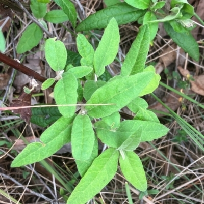 Olearia lirata (Snowy Daisybush) at Hall, ACT - 5 Jan 2024 by strigo