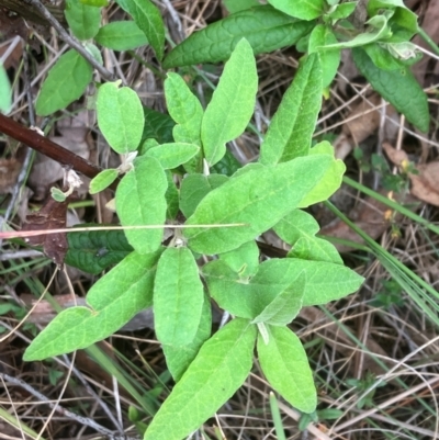 Olearia lirata (Snowy Daisybush) at Hall, ACT - 4 Jan 2024 by strigo