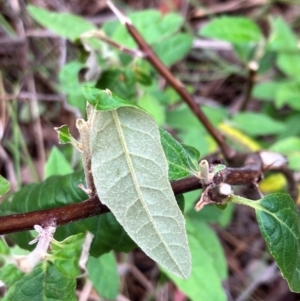 Olearia lirata at Hall, ACT - 5 Jan 2024