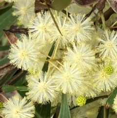 Acacia implexa (Hickory Wattle, Lightwood) at Hall, ACT - 4 Jan 2024 by strigo