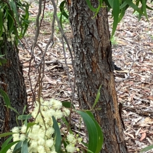 Acacia implexa at Hall, ACT - 5 Jan 2024