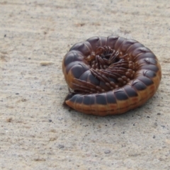 Paradoxosomatidae sp. (family) (Millipede) at Coombs, ACT - 4 Jan 2024 by SandraH