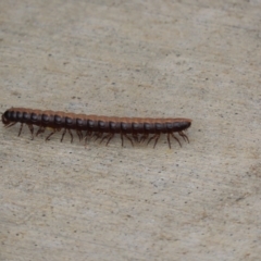 Paradoxosomatidae sp. (family) at Coombs, ACT - 4 Jan 2024