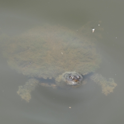 Chelodina longicollis (Eastern Long-necked Turtle) at Wingecarribee Local Government Area - 26 Dec 2023 by Amata