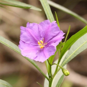 Solanum linearifolium at Dryandra St Woodland - 1 Jan 2024 10:03 AM