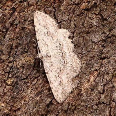 Psilosticha absorpta (Fine-waved Bark Moth) at Dryandra St Woodland - 1 Jan 2024 by ConBoekel