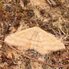 Scopula rubraria (Reddish Wave, Plantain Moth) at Dryandra St Woodland - 31 Dec 2023 by ConBoekel