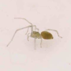 Cheiracanthiidae (family) at O'Connor, ACT - 1 Jan 2024 by ConBoekel