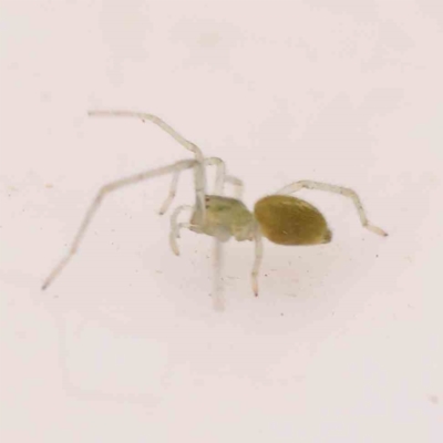 Unidentified Spider (Araneae) at O'Connor, ACT - 31 Dec 2023 by ConBoekel