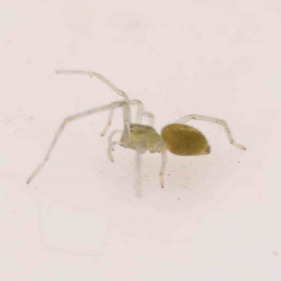 Cheiracanthiidae (family) at O'Connor, ACT - 1 Jan 2024 by ConBoekel
