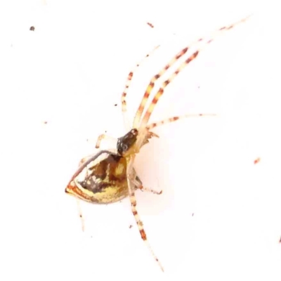 Theridion pyramidale (Tangle-web spider) at Dryandra St Woodland - 1 Jan 2024 by ConBoekel