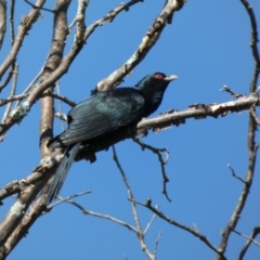 Eudynamys orientalis (Pacific Koel) at McKellar, ACT - 18 Nov 2023 by Amata