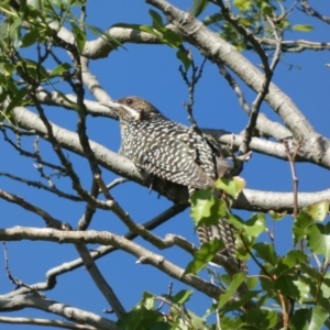 Eudynamys orientalis at McKellar, ACT - suppressed