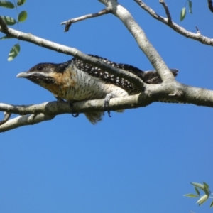 Eudynamys orientalis at McKellar, ACT - 18 Nov 2023