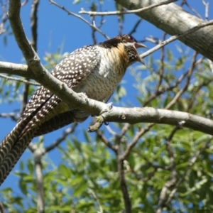 Eudynamys orientalis at McKellar, ACT - 18 Nov 2023