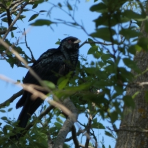 Eudynamys orientalis at McKellar, ACT - 18 Nov 2023