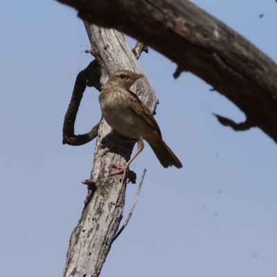 Cincloramphus mathewsi (Rufous Songlark) at Jarvis Creek, VIC - 4 Jan 2024 by KylieWaldon