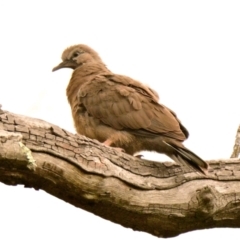 Spilopelia chinensis (Spotted Dove) at ANBG - 5 Jan 2024 by Thurstan