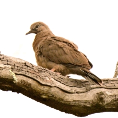 Spilopelia chinensis (Spotted Dove) at ANBG - 4 Jan 2024 by Thurstan