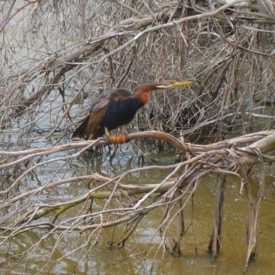 Anhinga novaehollandiae (Australasian Darter) at Cecil Hoskins Nature Reserve - 4 Jan 2024 by plants