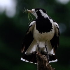 Grallina cyanoleuca (Magpie-lark) at Molonglo River Reserve - 5 Jan 2024 by Kurt