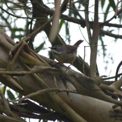 Sericornis frontalis (White-browed Scrubwren) at Wingecarribee Local Government Area - 4 Jan 2024 by plants
