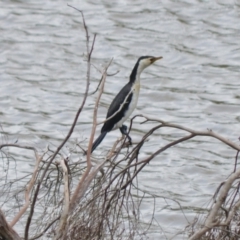 Microcarbo melanoleucos (Little Pied Cormorant) at Wingecarribee Local Government Area - 4 Jan 2024 by plants