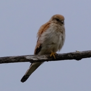 Falco cenchroides at Molonglo River Reserve - 5 Jan 2024