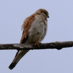 Falco cenchroides at Molonglo River Reserve - 5 Jan 2024