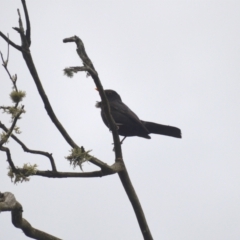 Turdus merula (Eurasian Blackbird) at Wingecarribee Local Government Area - 4 Jan 2024 by plants