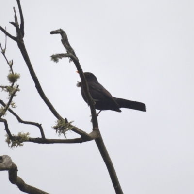 Turdus merula (Eurasian Blackbird) at Wingecarribee Local Government Area - 4 Jan 2024 by plants