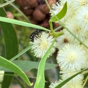 Lasioglossum (Chilalictus) sp. (genus & subgenus) at Campbell, ACT - 3 Jan 2024