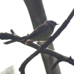 Rhipidura albiscapa (Grey Fantail) at Cecil Hoskins Nature Reserve - 5 Jan 2024 by plants