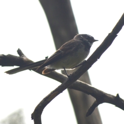 Rhipidura albiscapa (Grey Fantail) at Cecil Hoskins Nature Reserve - 5 Jan 2024 by plants