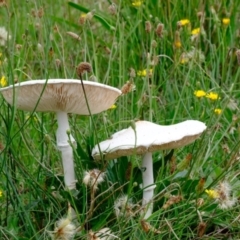 Macrolepiota dolichaula (Macrolepiota dolichaula) at Whitlam, ACT - 5 Jan 2024 by Kurt