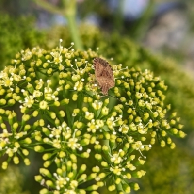 Dictyotus sp. (genus) (A brown shield bug) at Rugosa - 4 Jan 2024 by SenexRugosus