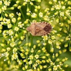 Dictyotus sp. (genus) at Rugosa - 5 Jan 2024