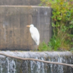 Ardea alba (Great Egret) at Cecil Hoskins Nature Reserve - 4 Jan 2024 by plants