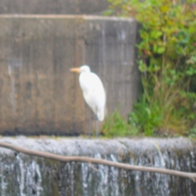 Ardea alba (Great Egret) at Cecil Hoskins Nature Reserve - 5 Jan 2024 by plants