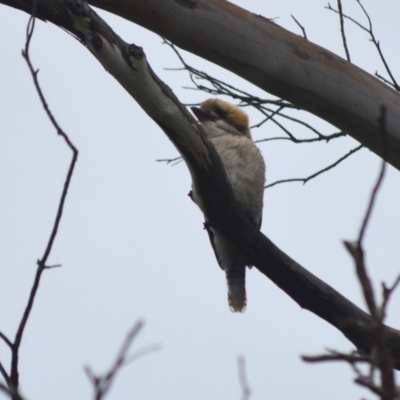 Dacelo novaeguineae (Laughing Kookaburra) at Cecil Hoskins Nature Reserve - 4 Jan 2024 by plants