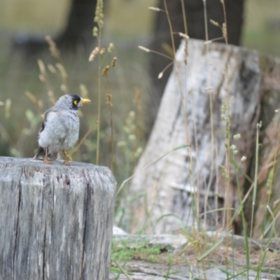 Manorina melanocephala (Noisy Miner) at Moss Vale - 4 Jan 2024 by plants