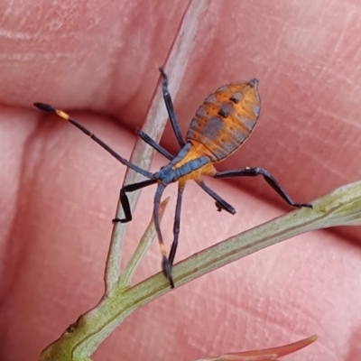 Amorbus sp. (genus) (Eucalyptus Tip bug) at Rugosa - 5 Jan 2024 by SenexRugosus