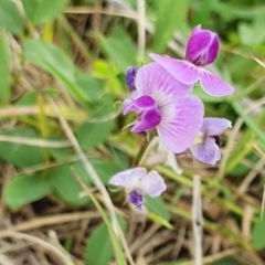 Glycine tabacina (Variable Glycine) at Yass River, NSW - 5 Jan 2024 by SenexRugosus