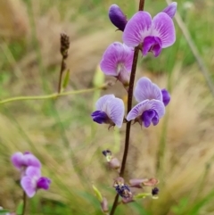 Glycine tabacina at Yass River, NSW - 5 Jan 2024